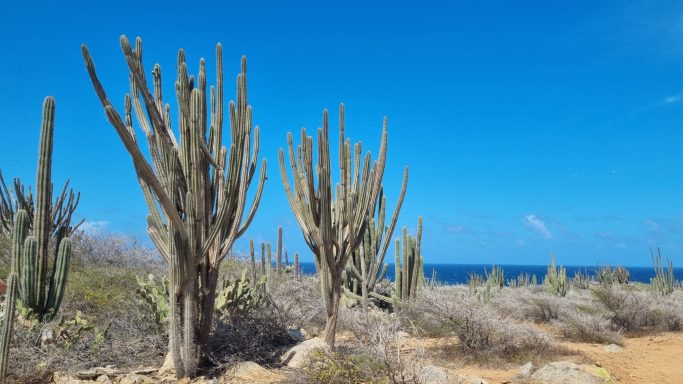 Droog landschap met cactussen en de zee op de achtergrond onder een heldere blauwe lucht.